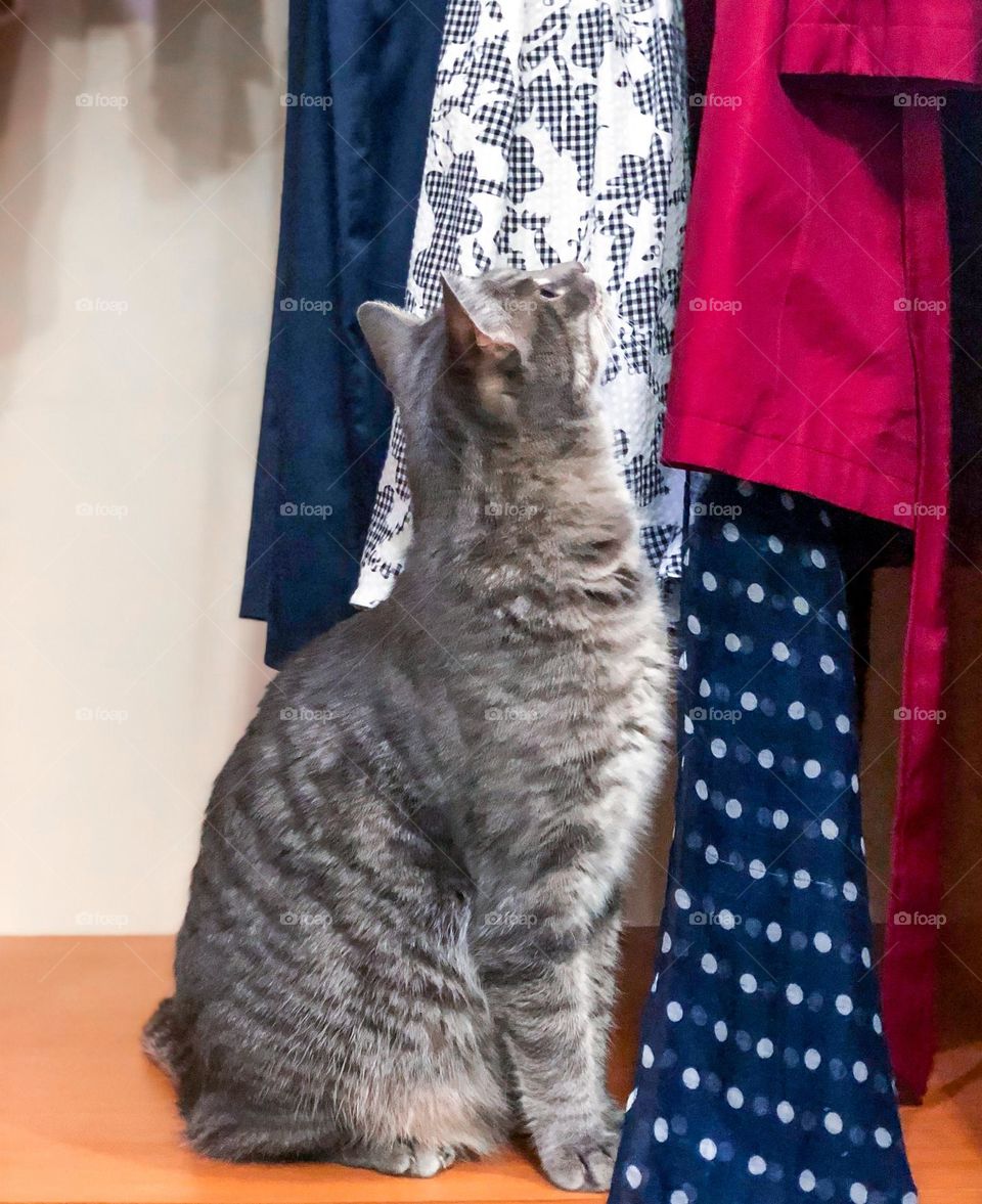 Curious cat in the wardrobe