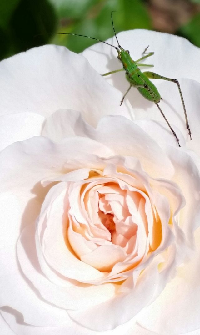 Rose with insect