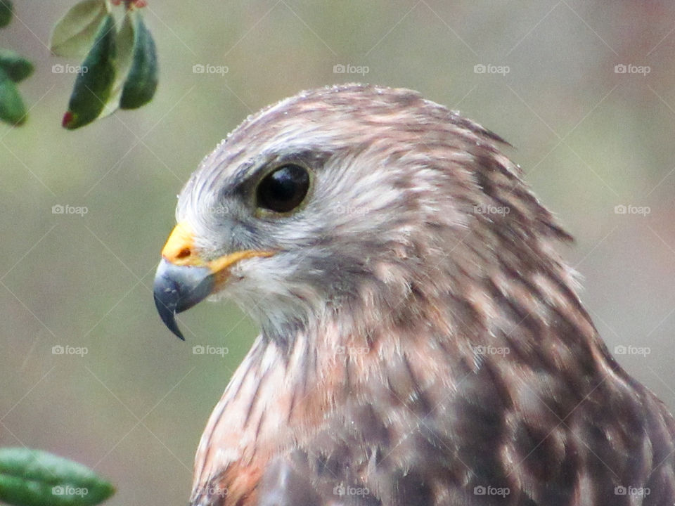 Closeup of hawk in tree