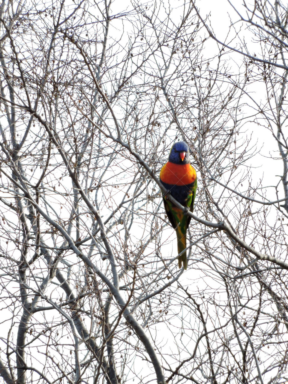 Lorikeet Mist