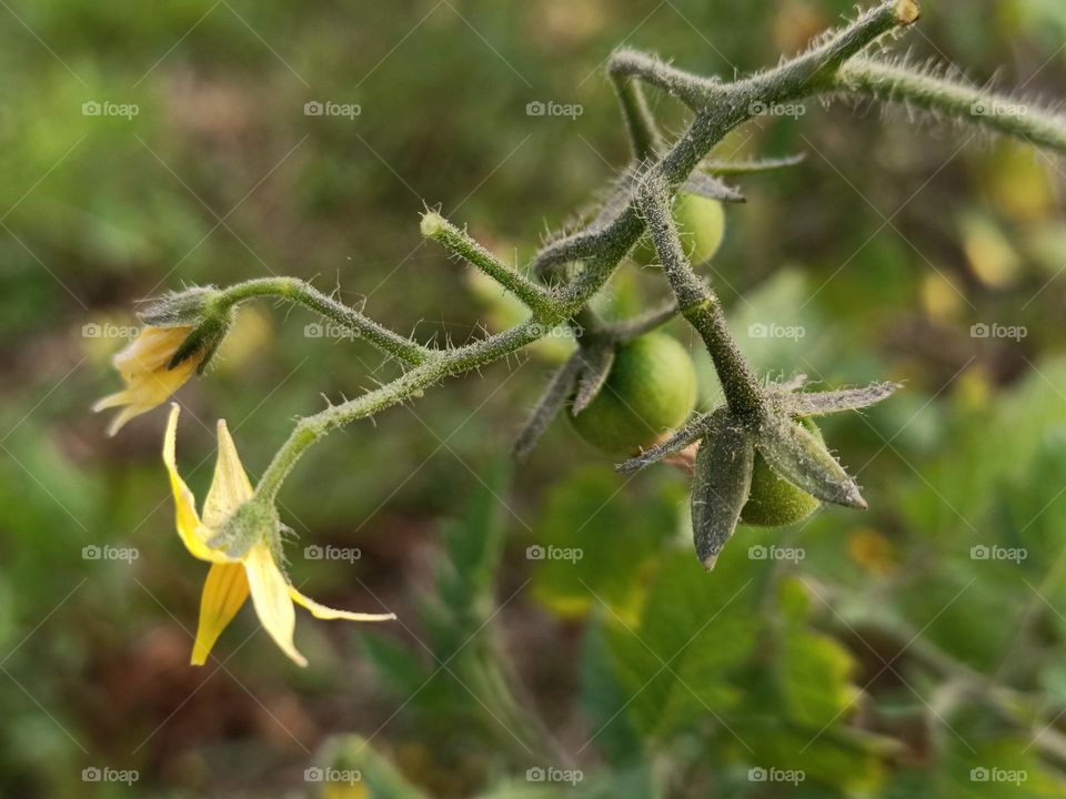 Tomato blossoms