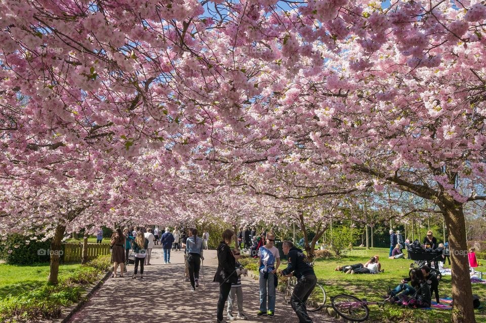 Pink park