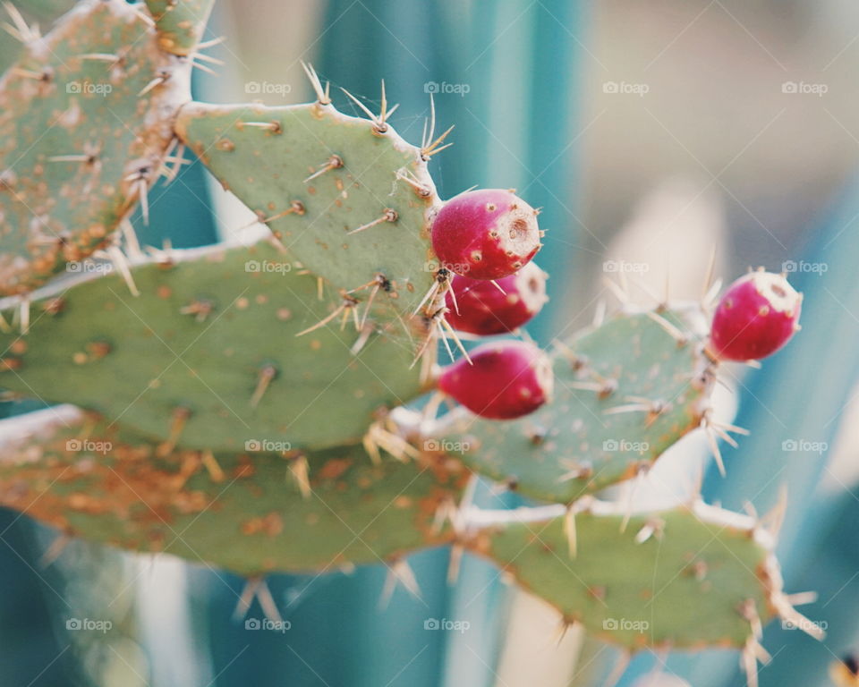 Cactus with red buds