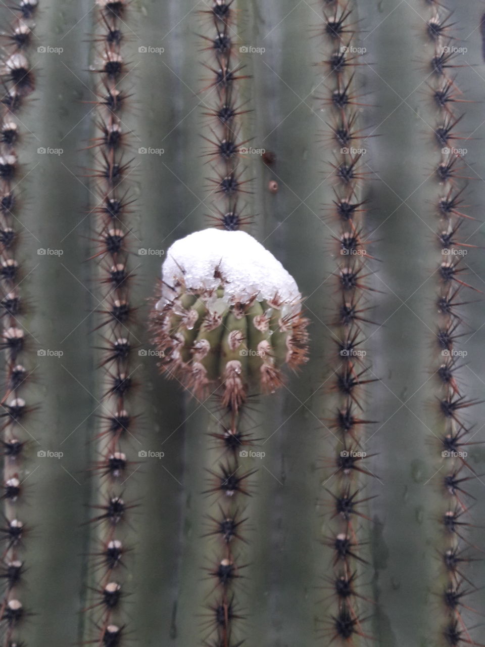 Snowy cactus nub