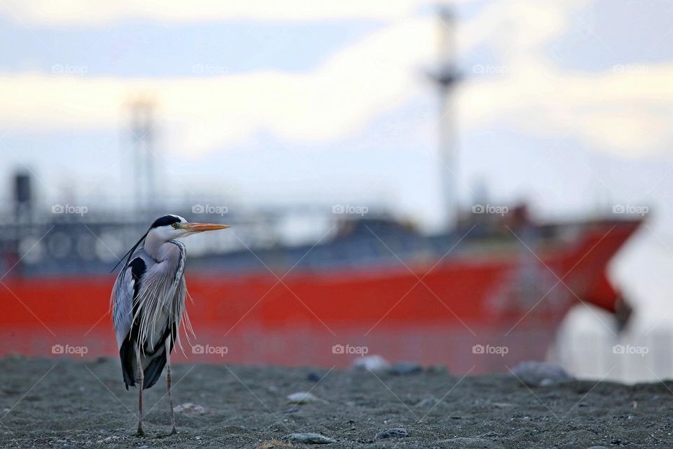 Airone cenerino, Ardea cinerea, Grey heron