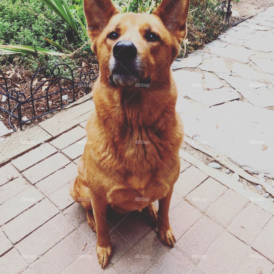 Red German Shepherd mix