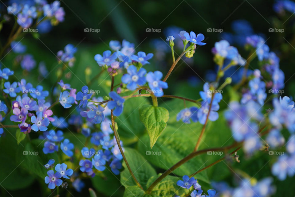 flowers nature blue förgätmigej by joohannaspic