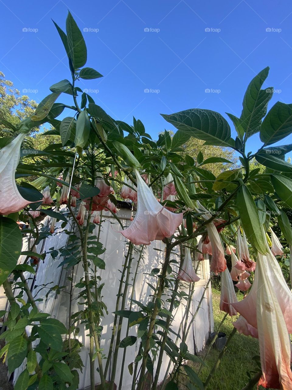 Angel trumpet pink and white beautiful 