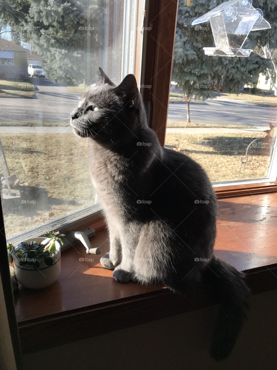 Beautiful gray cat peacefully looking out window 