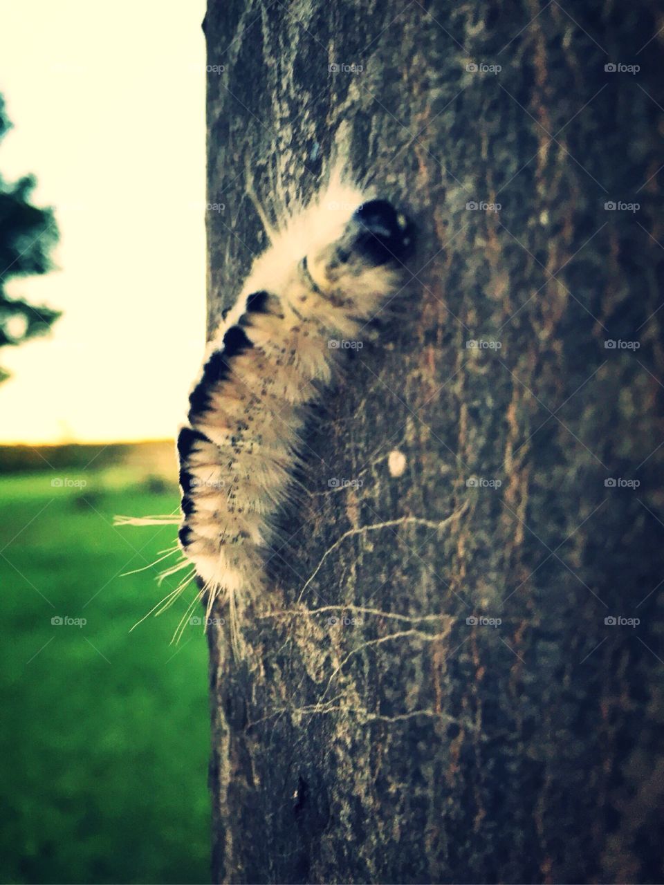 Fuzzy white Caterpillar. 