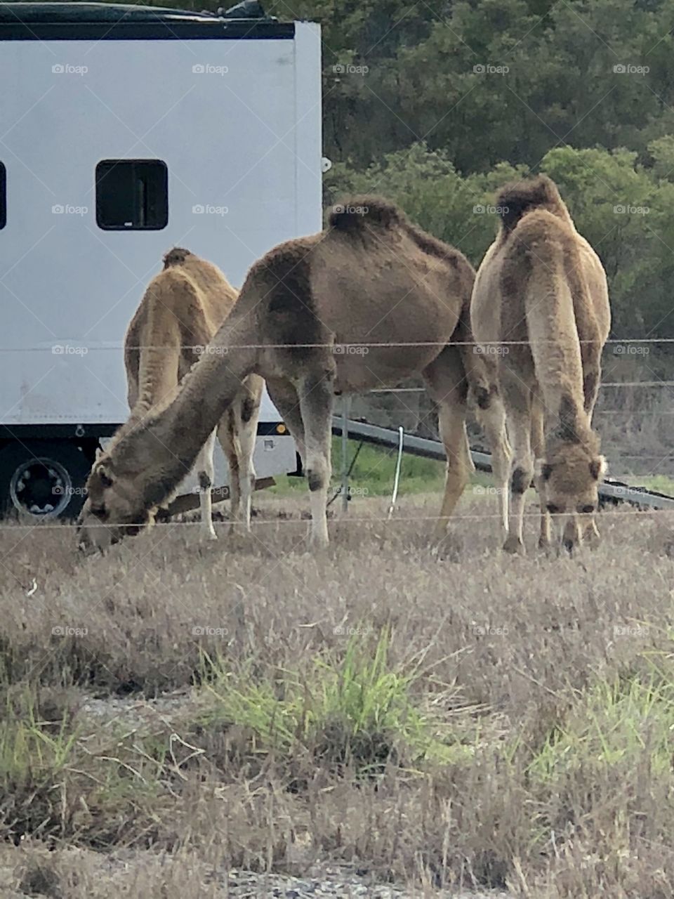 Camels 