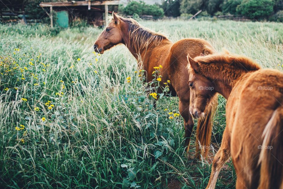 Mother and baby horse graze in field of flowers.