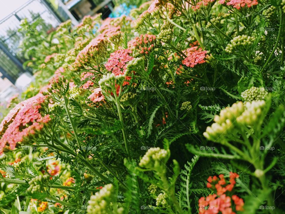 elegant flowers