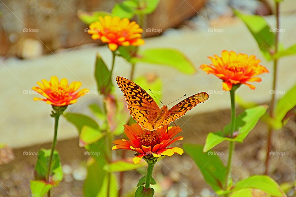 Beauty among the flowers 