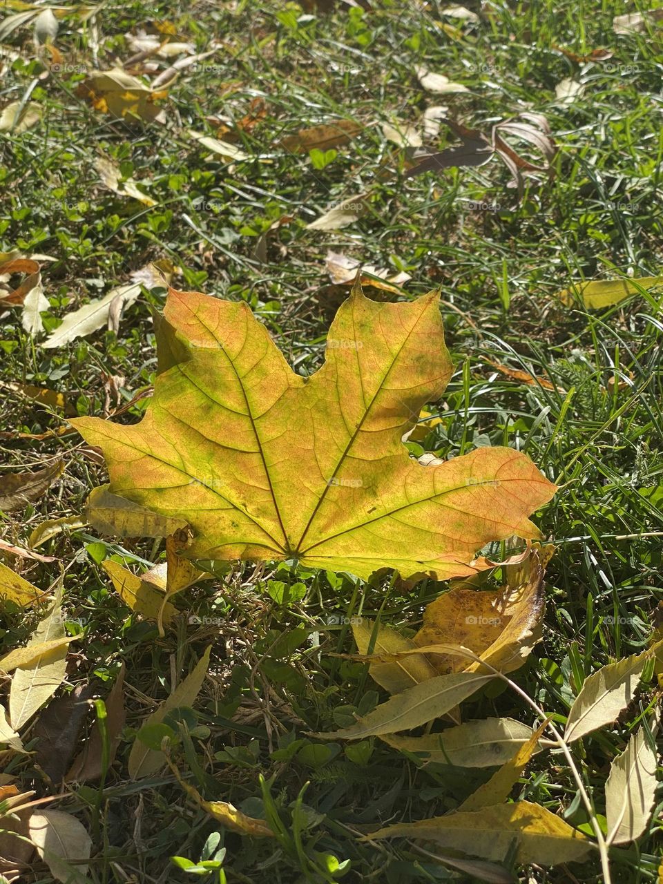 Beautiful colourful leaf on the ground 