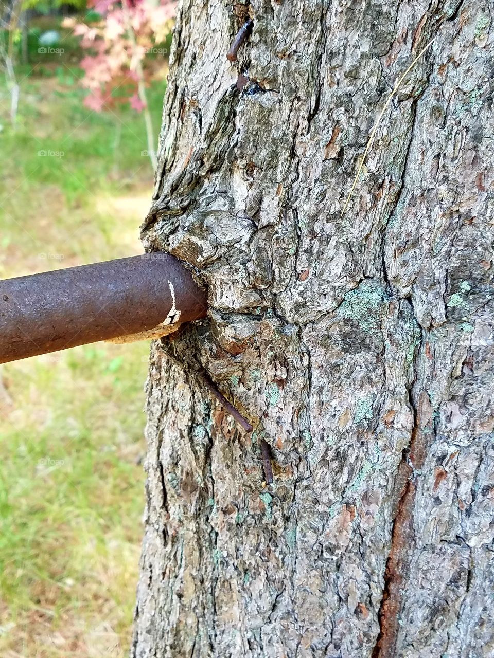 Metal bar embedded into tree.