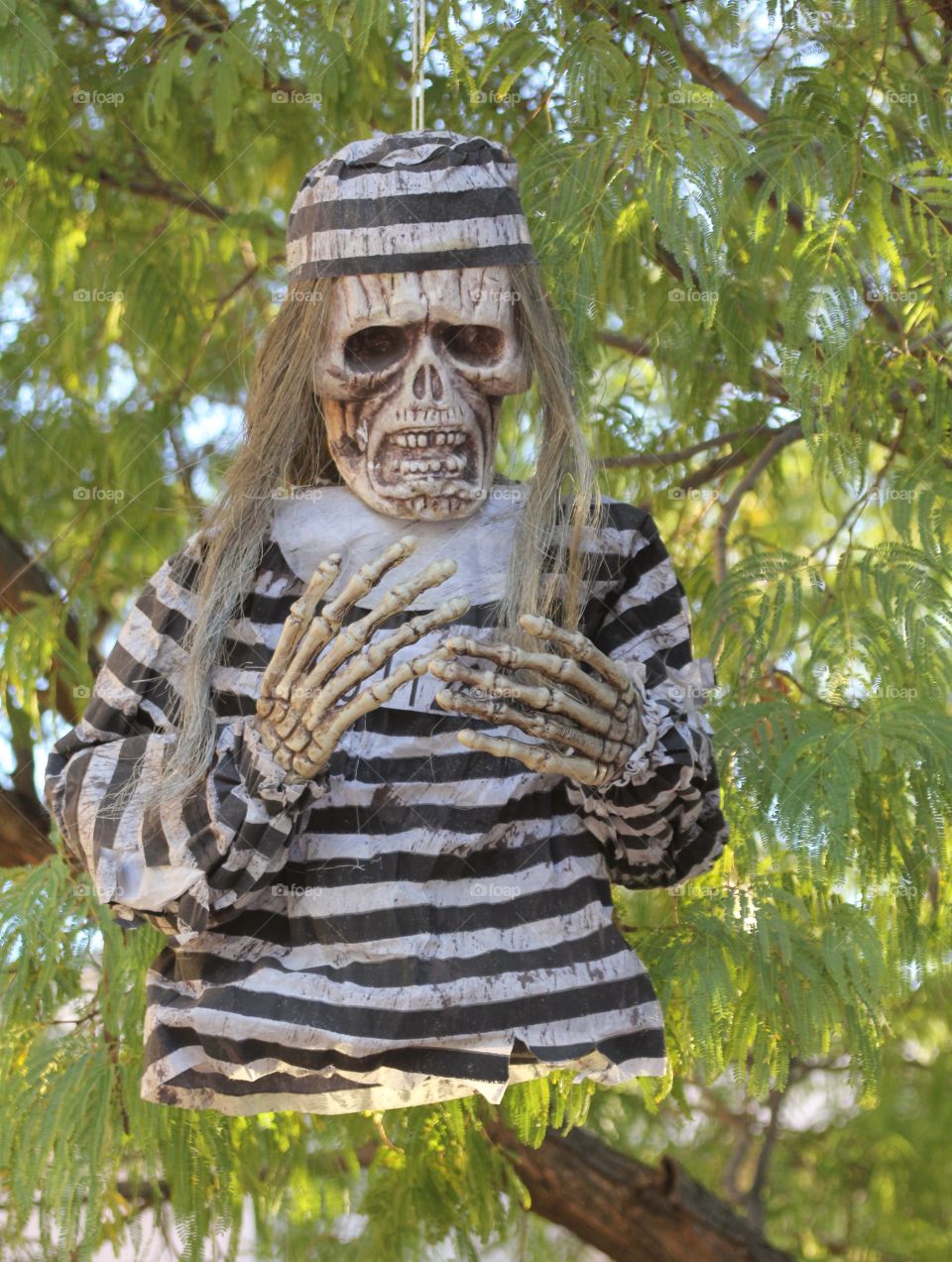 Bad skeleton hanging in a tree 