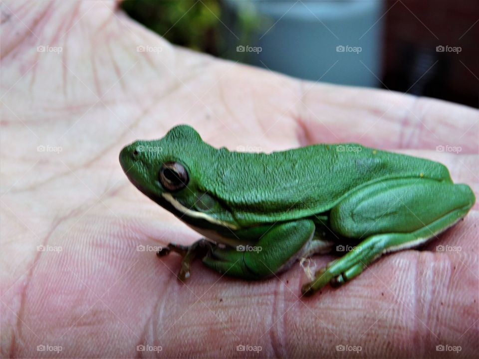 Close-up of person's hand with frog
