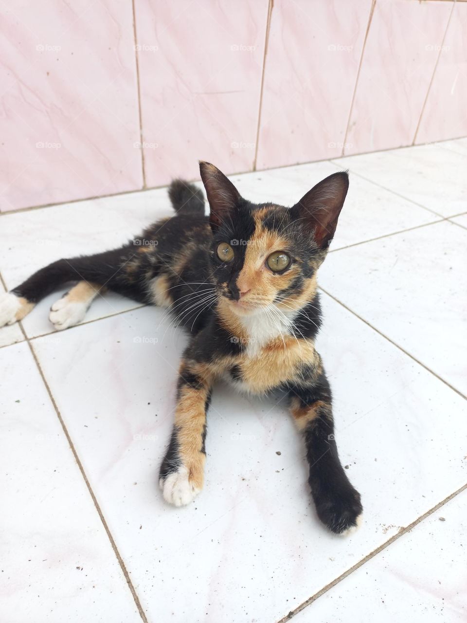 Striped cat with three beautiful colors