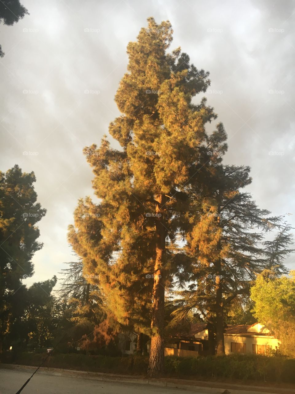 A tree lit by golden sunlight in front of a gray, cloudy sky. 