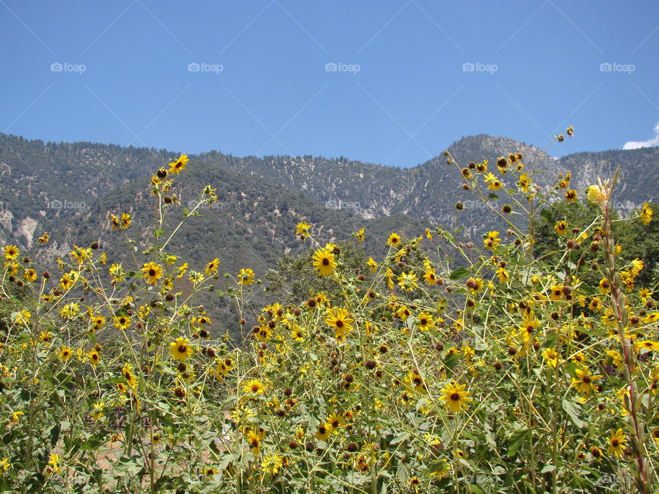 Field of sunflowers 