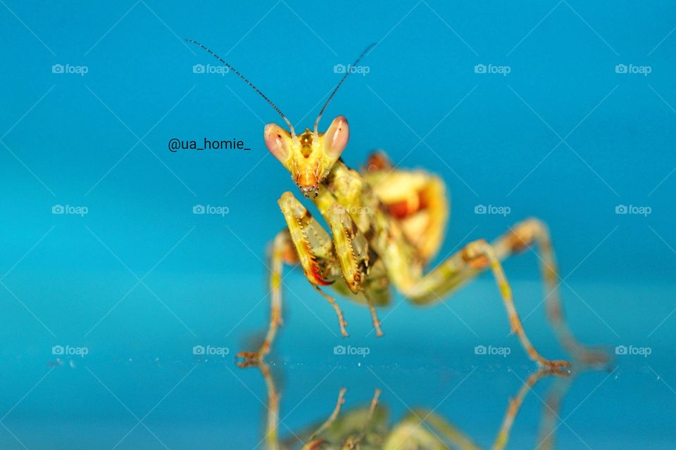 Praying mantis on glass