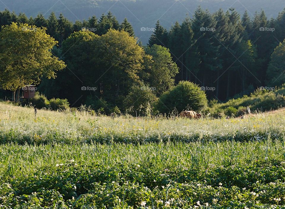 Pastures and fields with a couple of cows grazing amongst the tree covered hills in the countryside of rural Luxembourg on a summer day. 