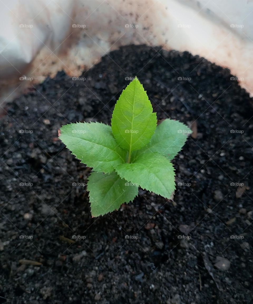 Growing apple tree from seed