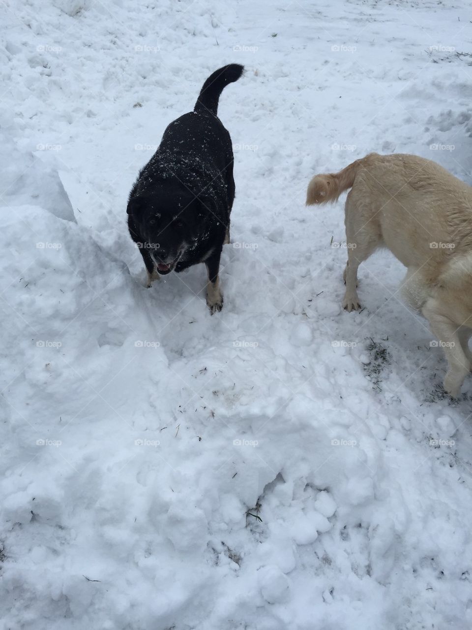 Dogs love snow