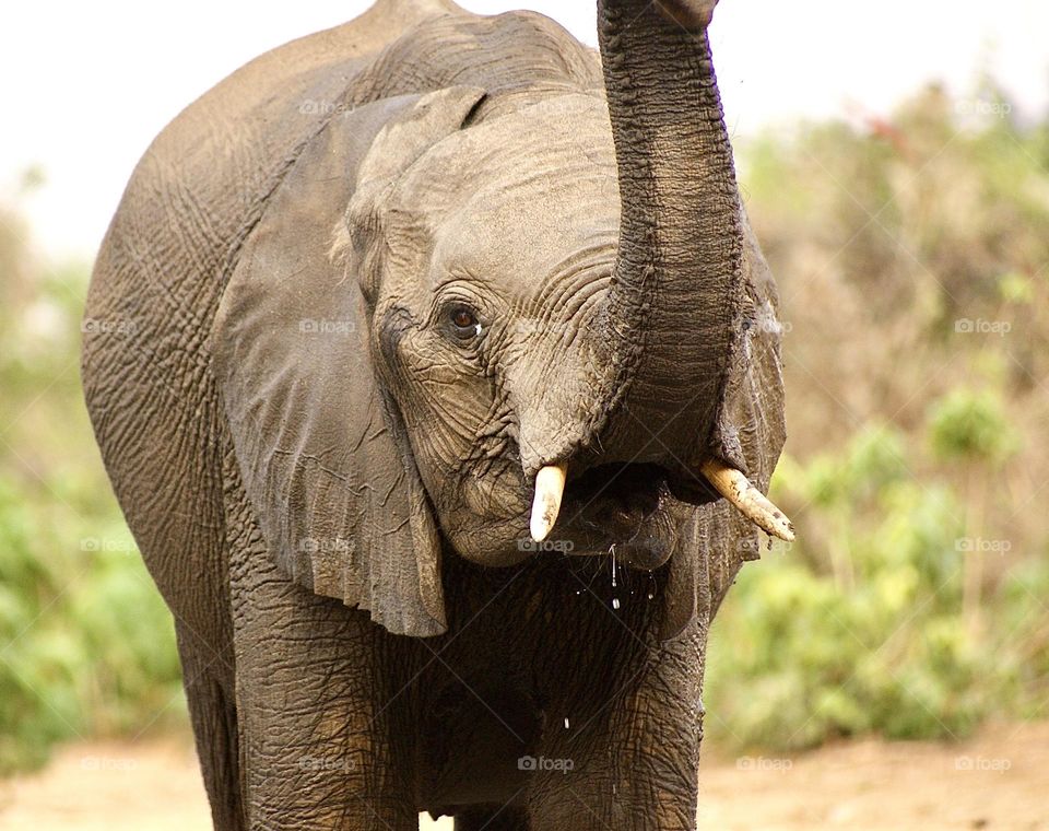 A close up shot of an elephant raising its trunk to smell the air 