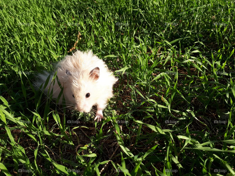 Hamster walking at the grass