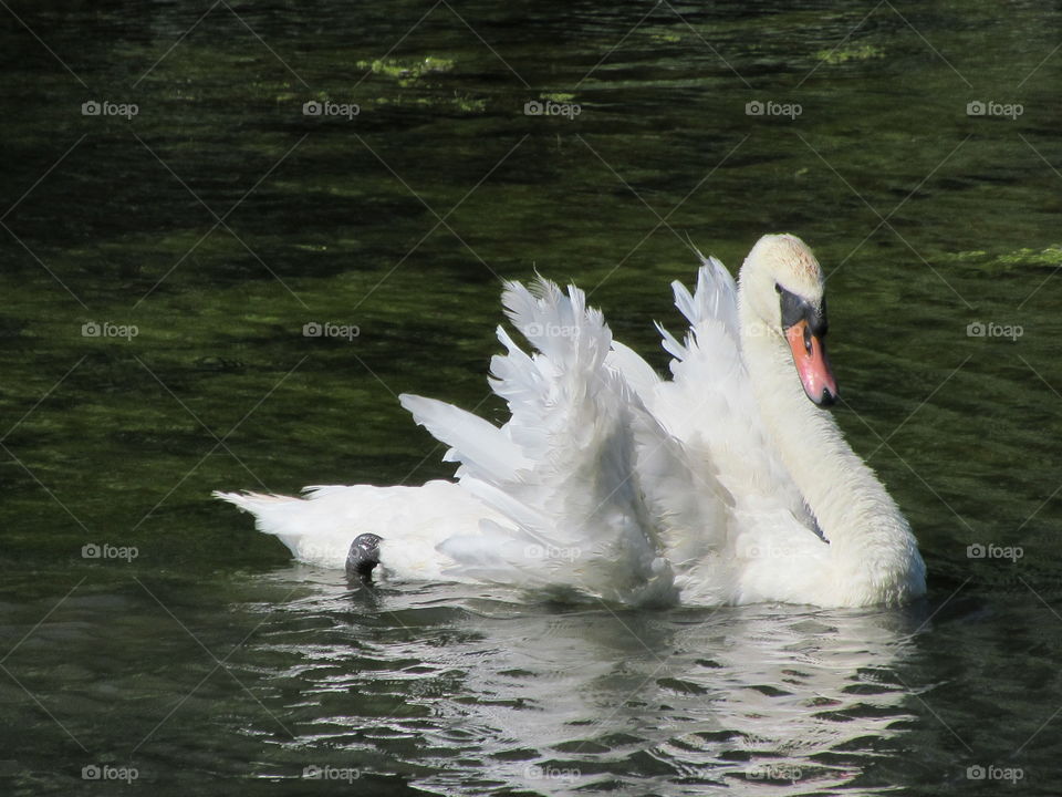 Swan with feathers all ruffled