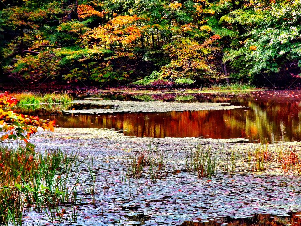 Fall pond