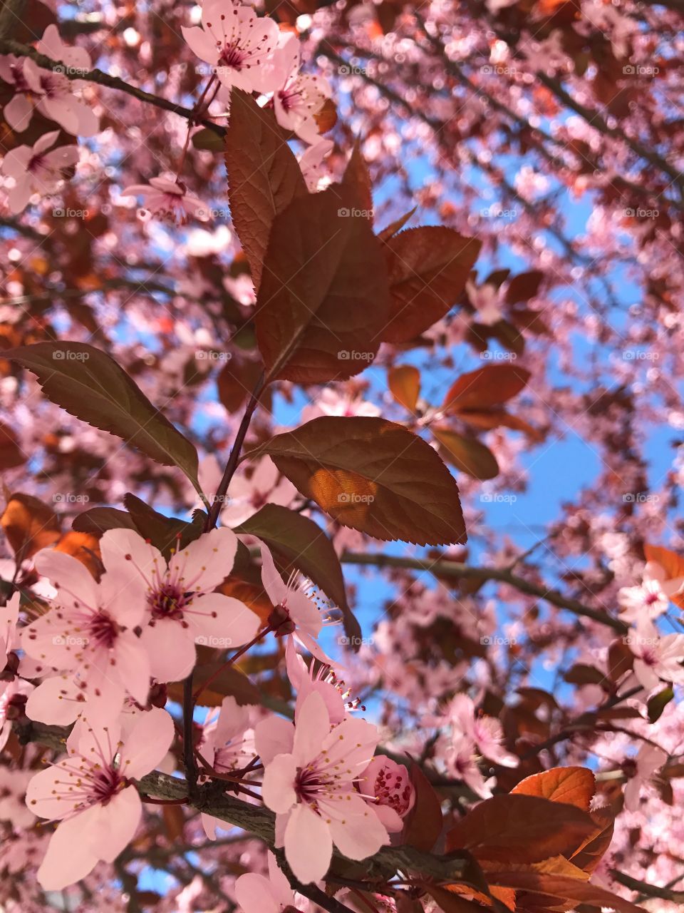 Blossoming cherry trees in spring