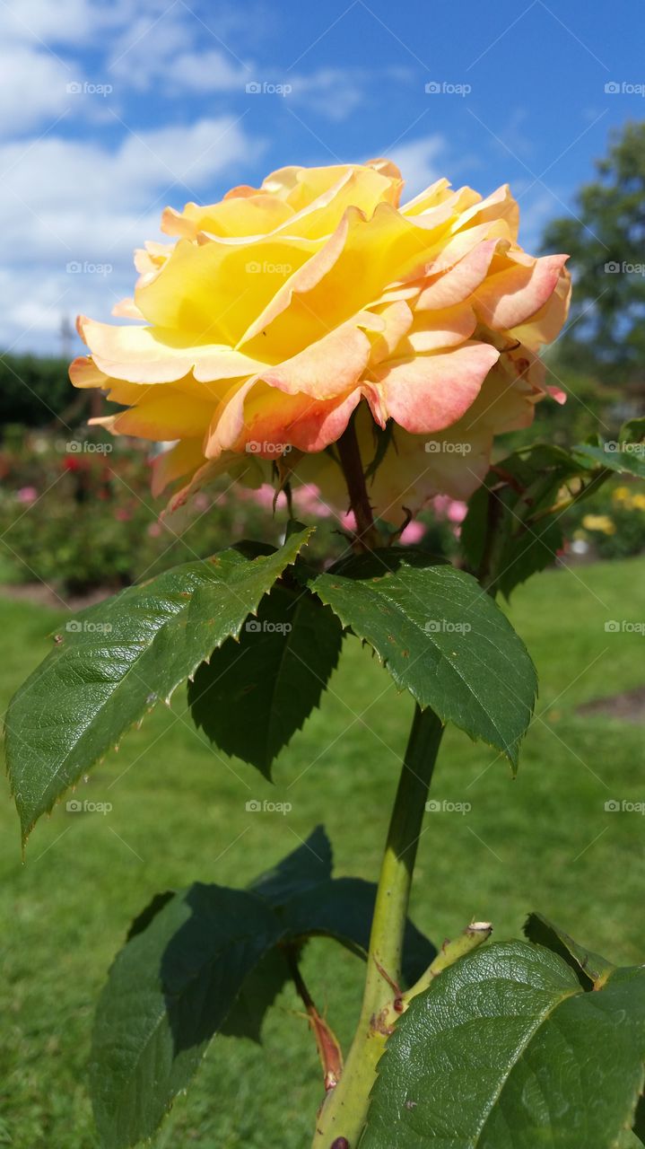 Yellow single rose