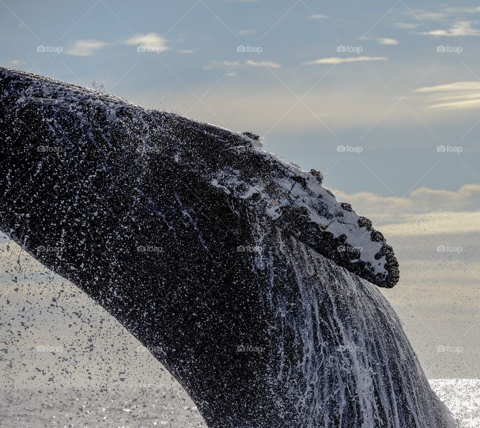 Humpback Whale