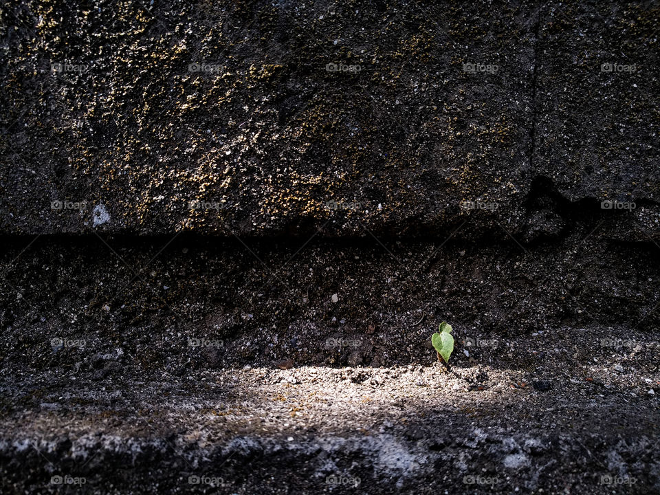 plant growing in harsh environment as a concept of growth, toughness, and survival