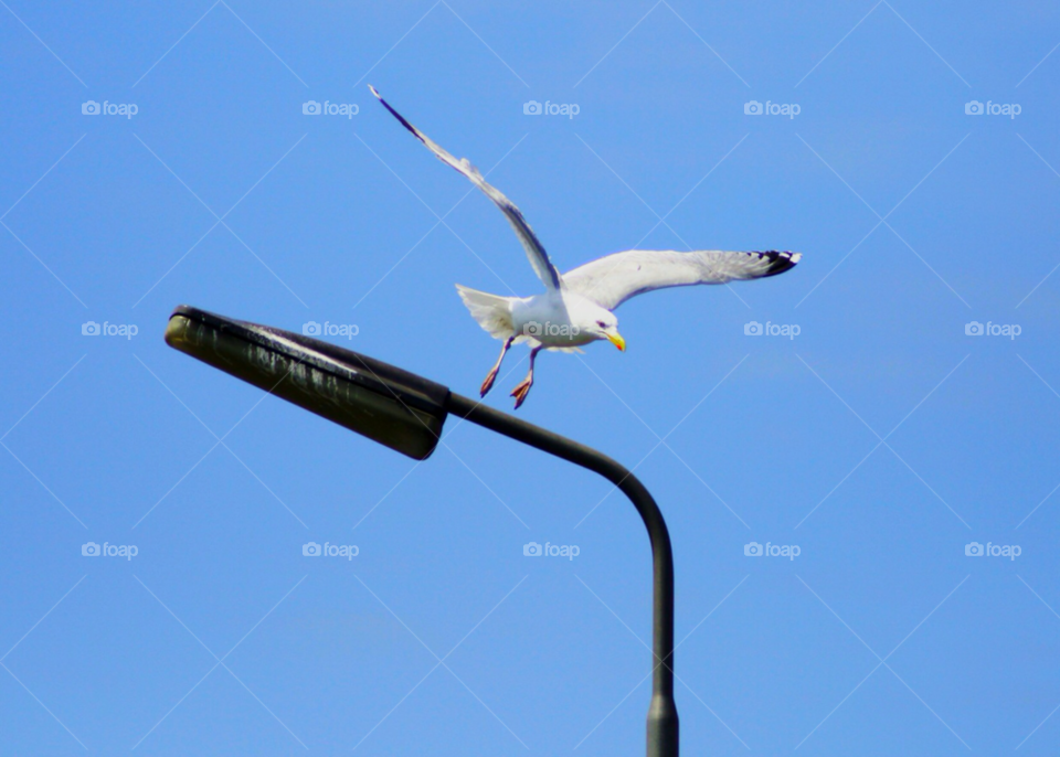 sky blue streetlight fly by KathOnEarth