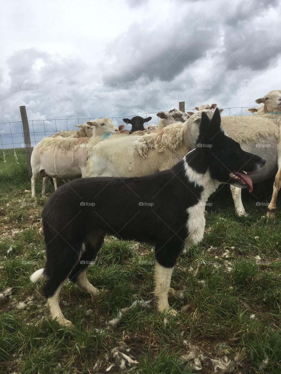 Collie with flock of sheep 