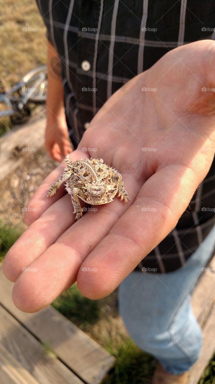 Fun little guys to catch, the horned lizard, or horny toad,  is native to the Texas Panhandle