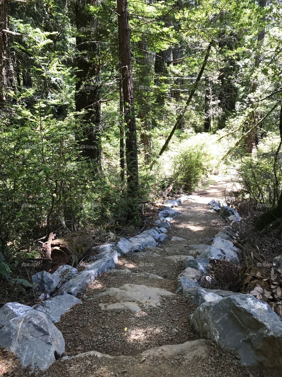 Muir Woods trails