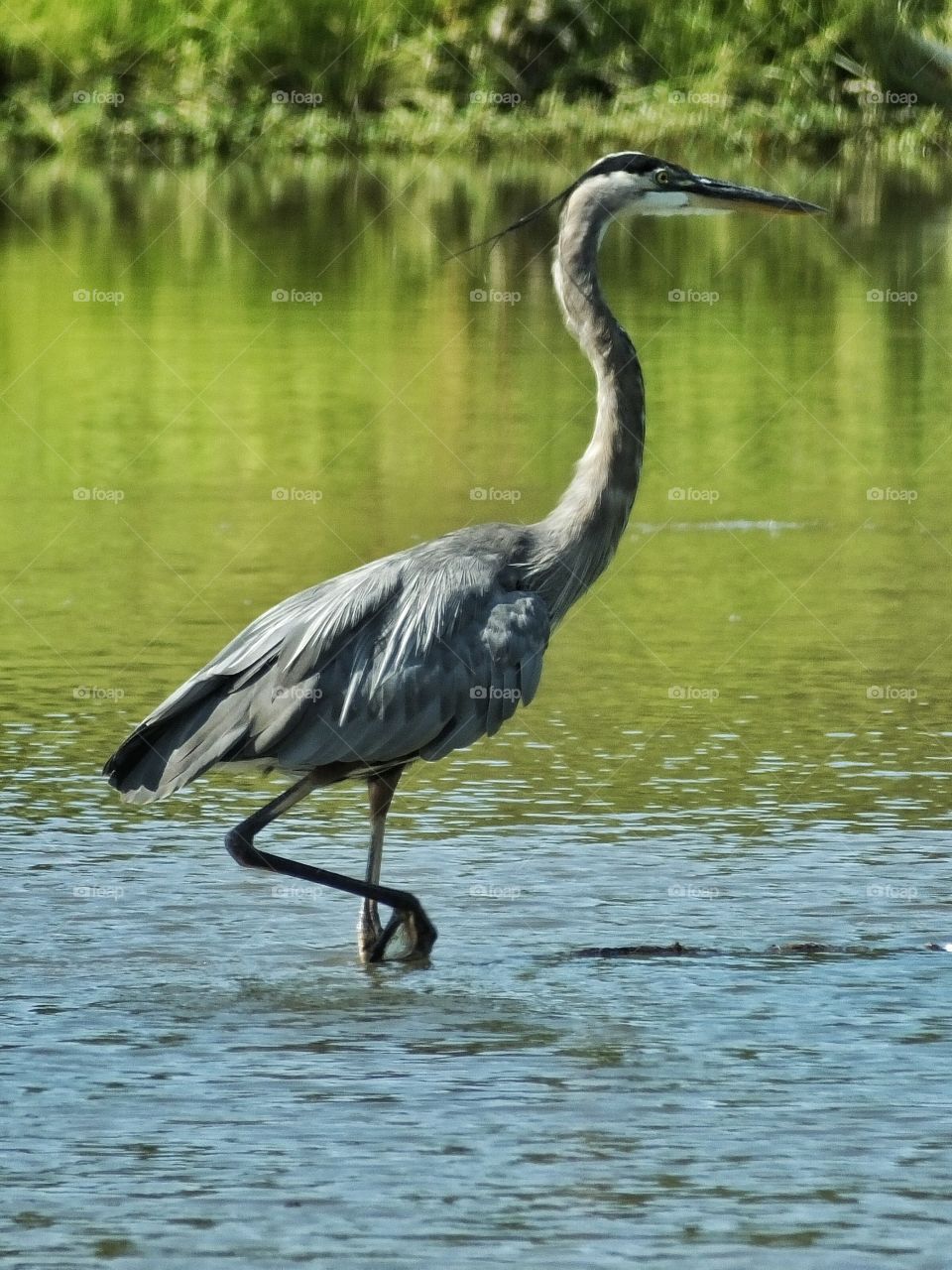 Great Blue Heron