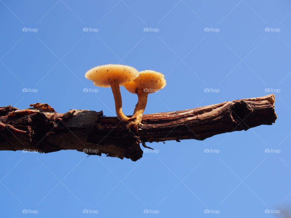 mushroom in the tree