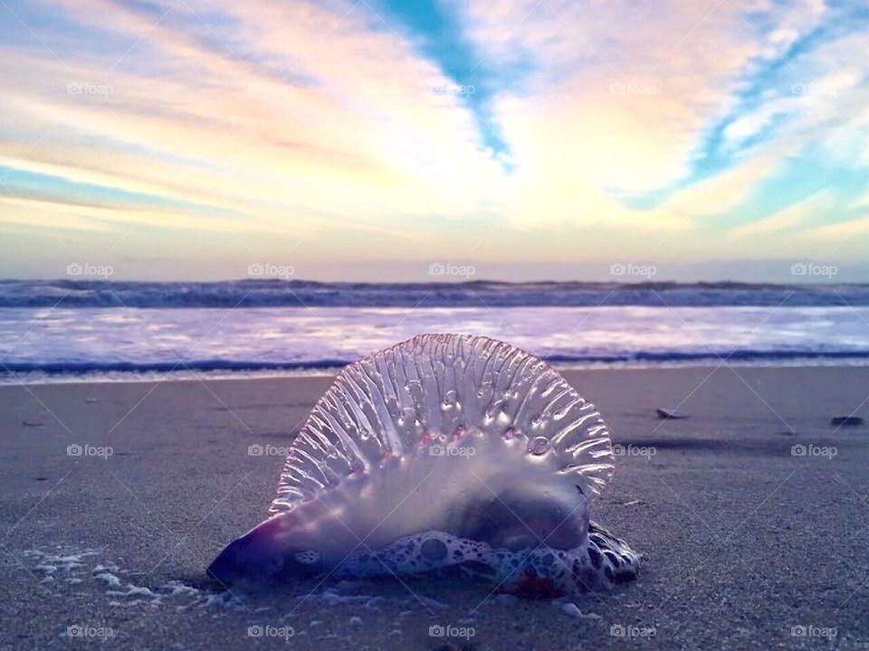Jellyfish. Portuguese Man o' War.  Beautiful Sky. Beach. Sand. Ocean. Seashore. Color. Translucent. Dangerous.