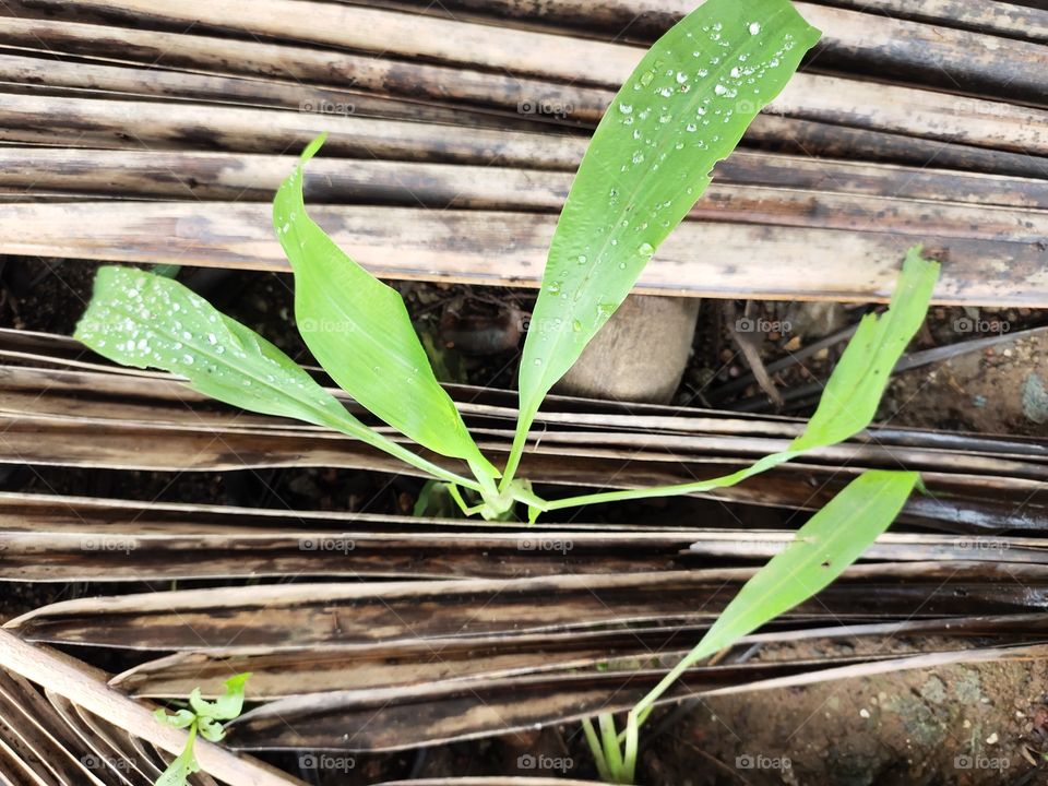 Beauty of Flora
Ocean Drops on plant
🌱🌱🌱🌱
👁️📷📷👁️