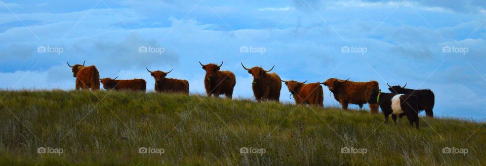 Highland cattle. Cattle on hill top