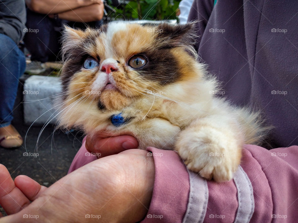 Portrait of adorable kitten with heterochromia eyes.