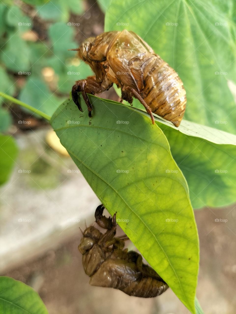 two dead beetles drying on the Leaf