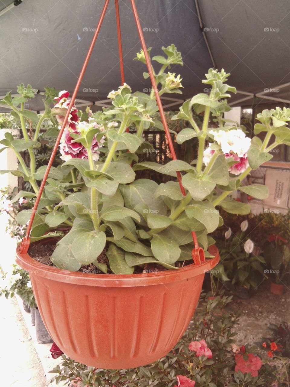 Nursery of tropical plants and cacti