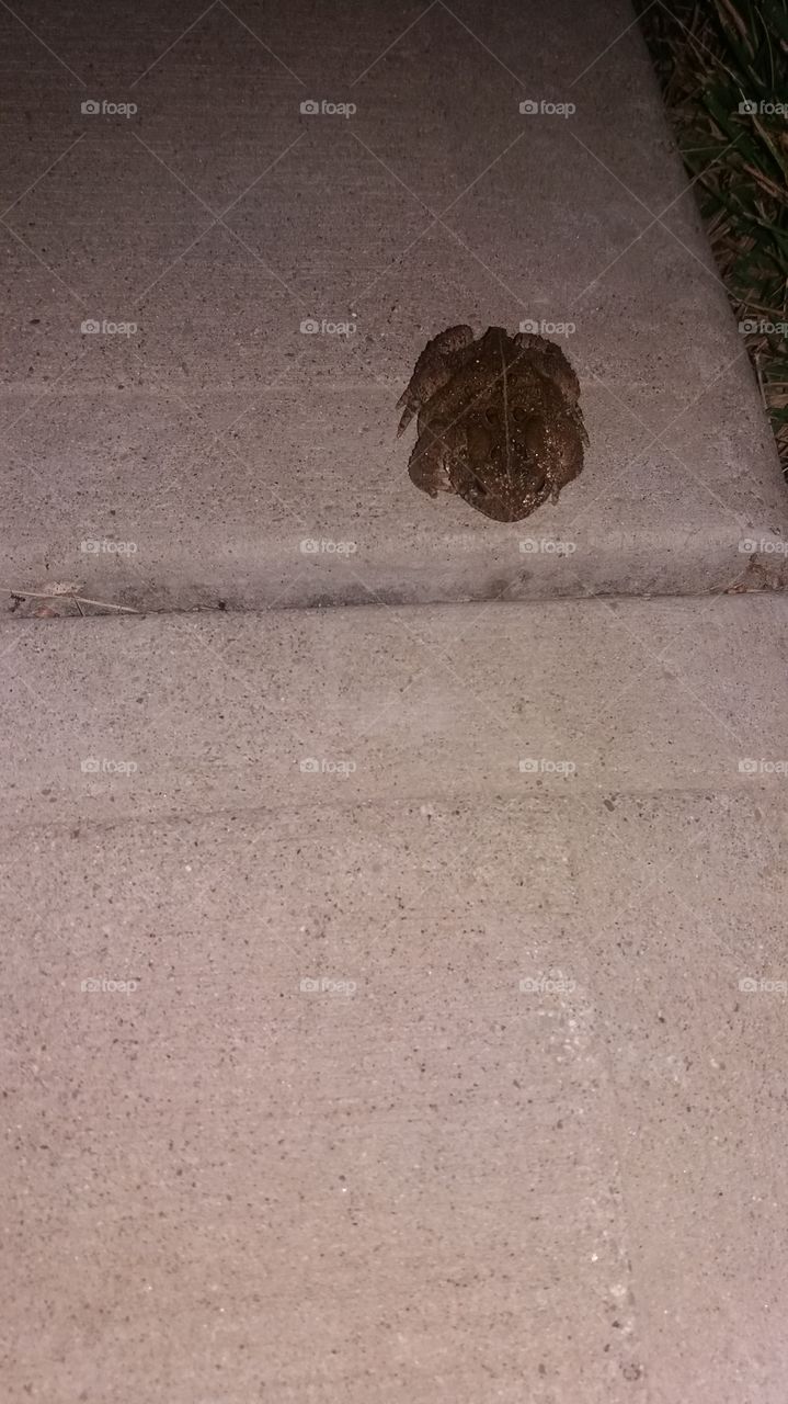 Toad Sidewalk